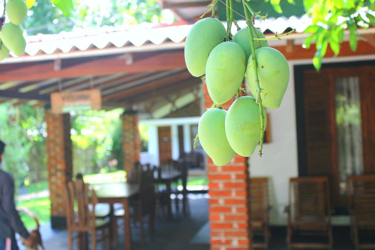 Green Cottage Anuradhapura Exterior photo